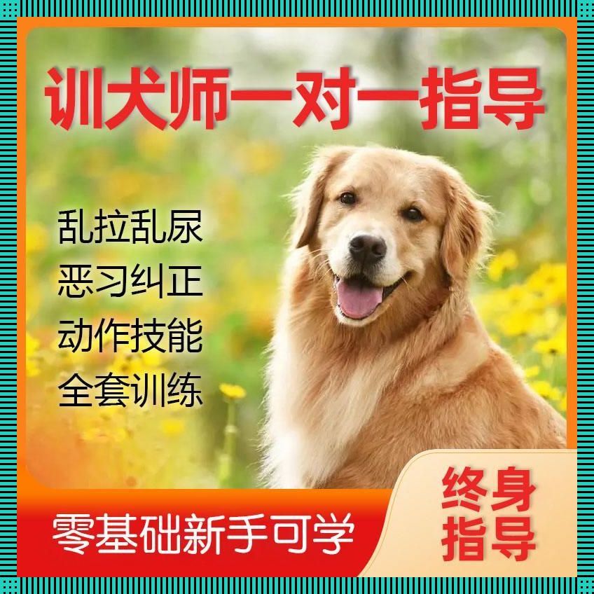 狗狗教培视频，网民热议？逗趣背后是啥玩儿意！