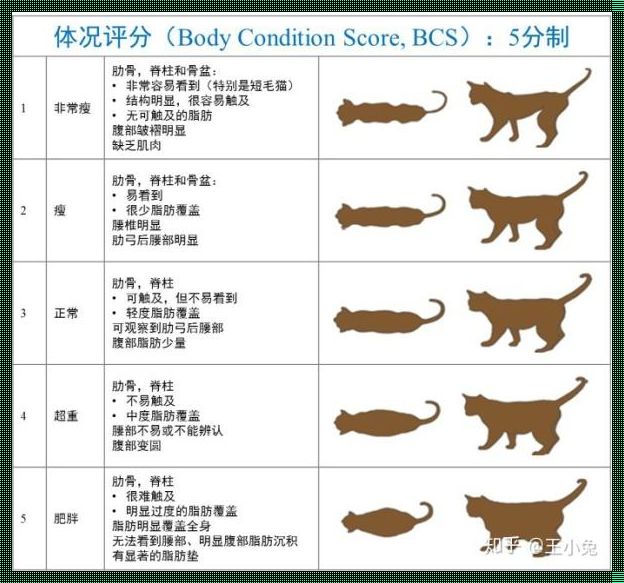 《喵版进化论：3.0时代的逆袭》