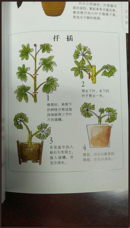 绿手指的秘籍：二十株宠物的插花艺术