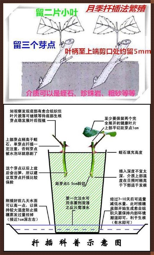 园艺也疯狂：日式插花72变，热情如火还是玩火？