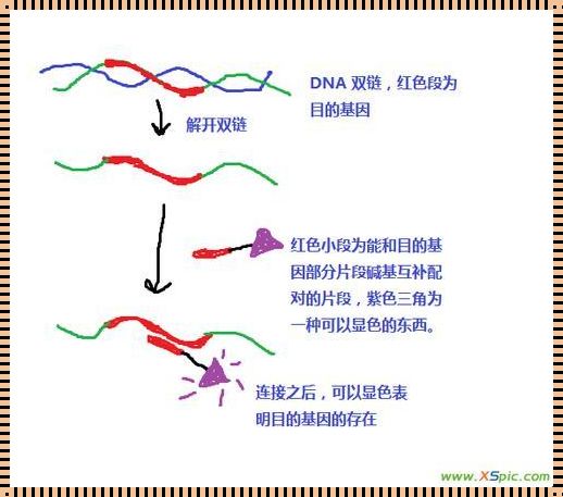 “DNA-RNA杂交，笑谈基因里的匠心独运”