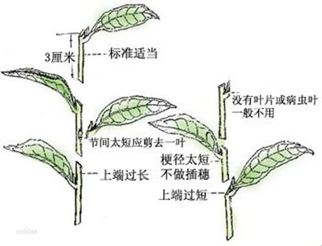 秧界奇谭：百态插秧，笑看田头新星的逆袭