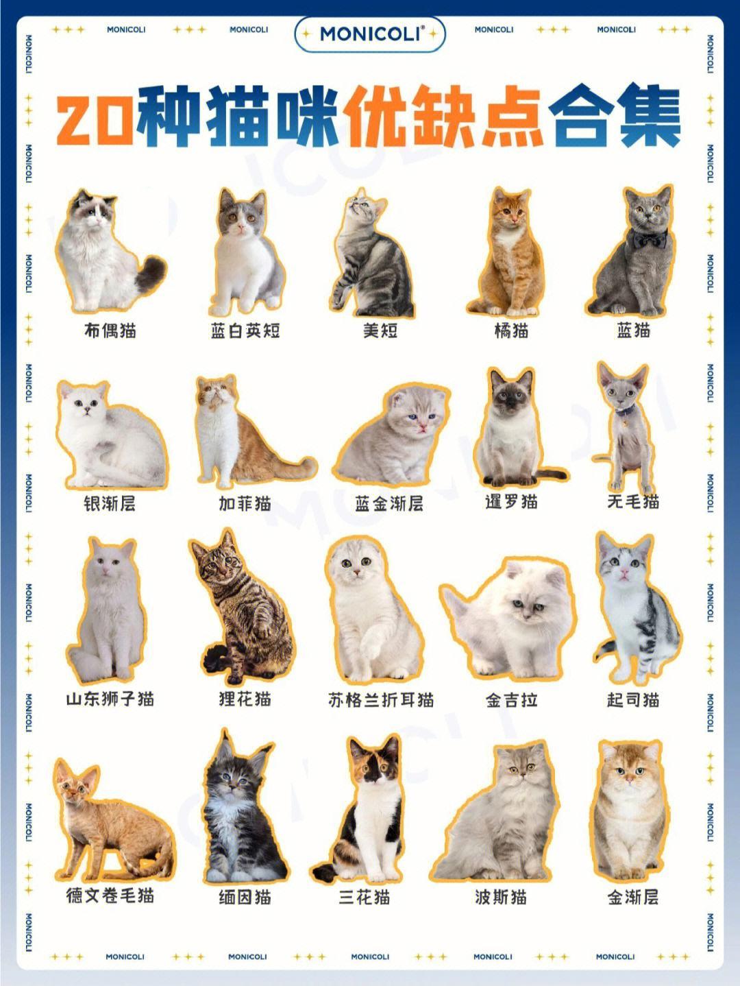 《猫界升级大作战：3.0时代，2.0靠边站！》