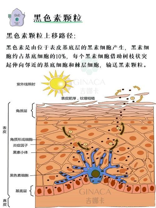 黑色素，你竟然不是黑色素细胞？