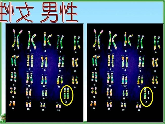 《染色体异域大冒险：亚洲对决欧洲，谁更“有料”？》