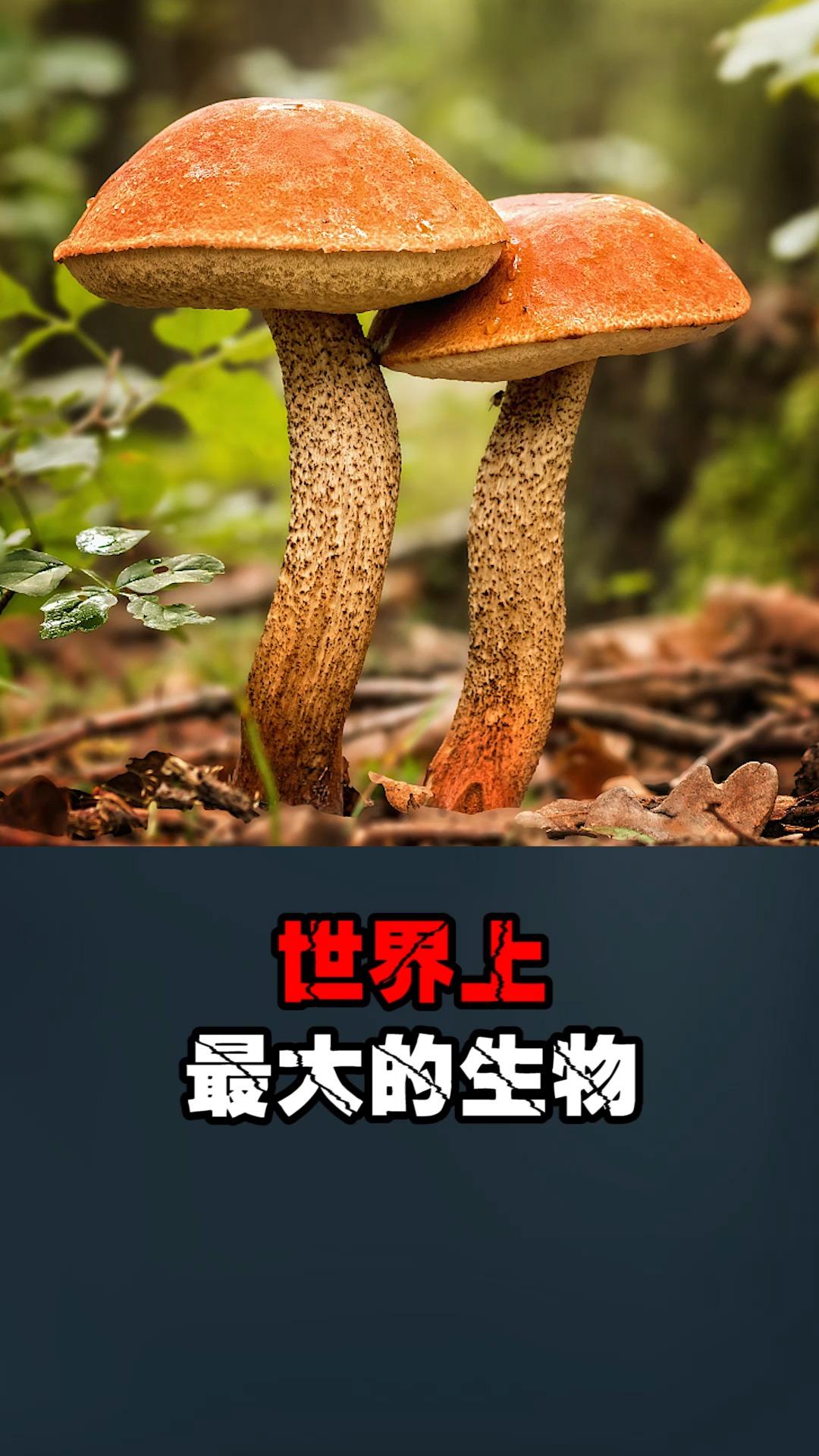 超大号“真菌巨兽”之谜：网友热议的奇趣新焦点